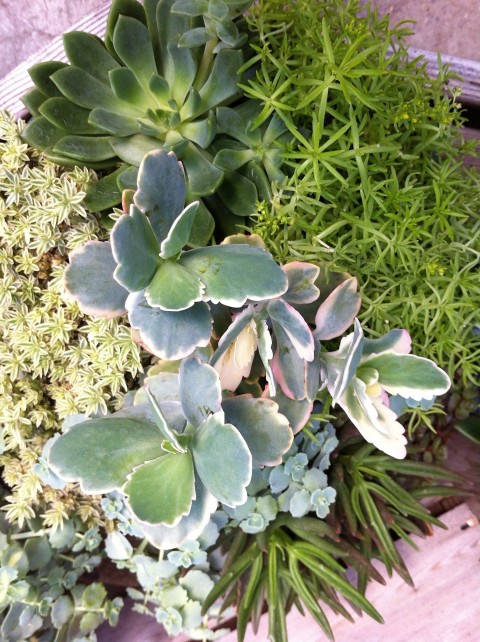 succulents | little things i love